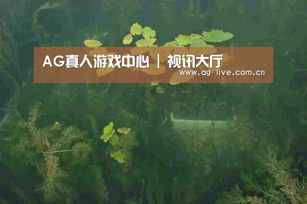 案例展示三