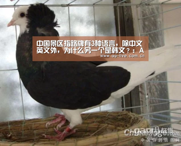 中国景区指路牌有3种语言，除中文英文外，为什么另一个是韩文？：AG真人官网(图1)