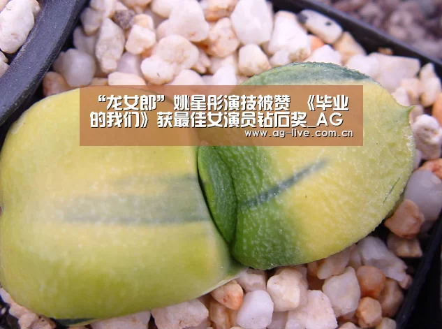 “龙女郎”姚星彤演技被赞 《毕业的我们》获最佳女演员钻石奖_AG真人官网(图1)